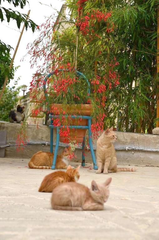Faith'S Stone House Guest House Simou Ngoại thất bức ảnh